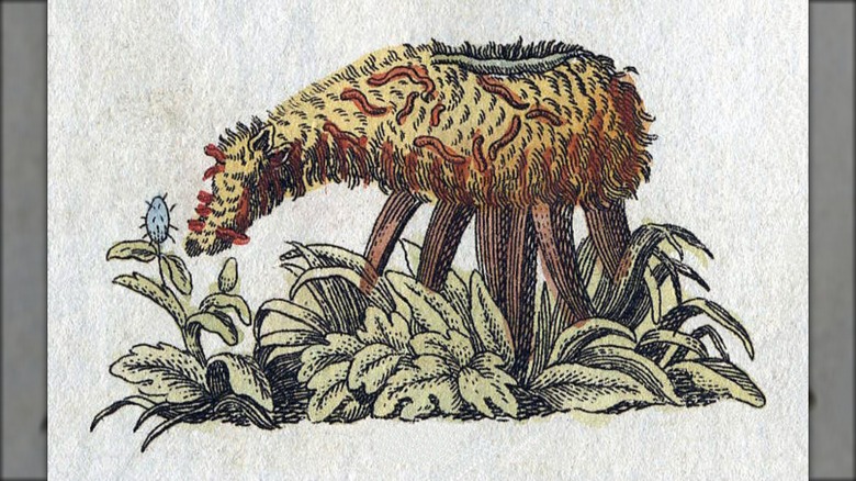 Vegetable Lamb of Tartary