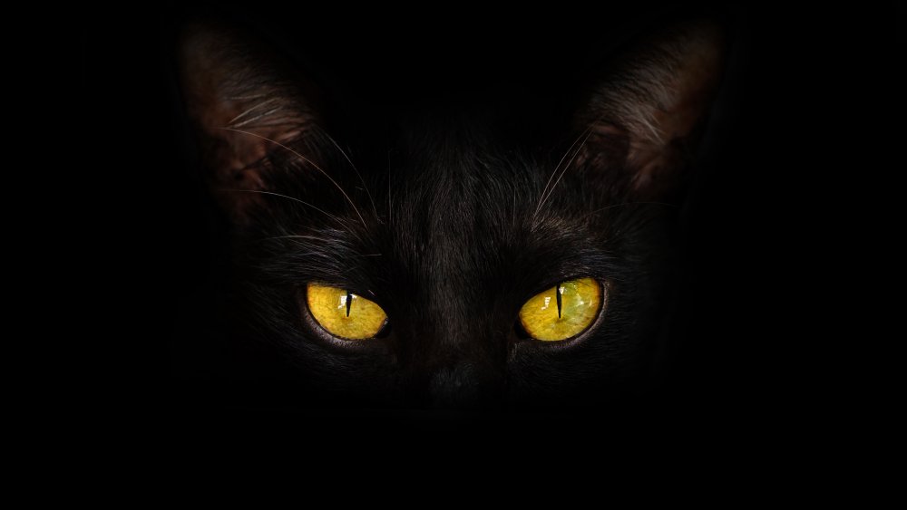 Black cat