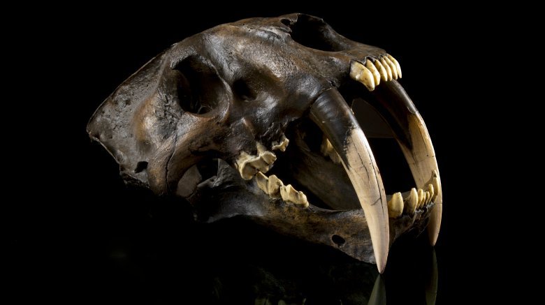 Saber-tooth tiger skull