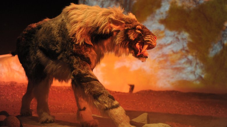 Saber tooth tiger