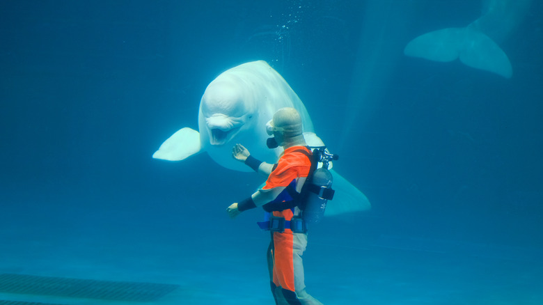 beluga with diver