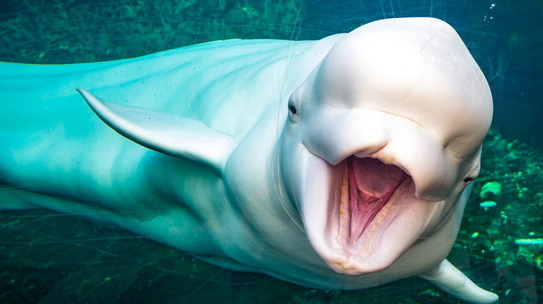 friendly beluga