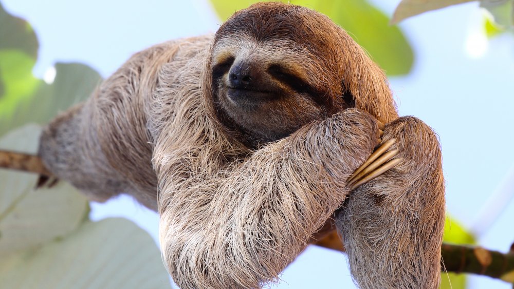 Sloth