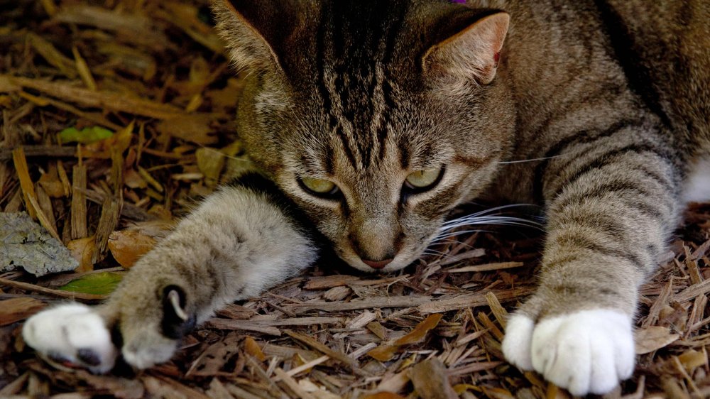 hemingway cat