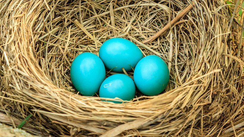 Clear blue eggs nest