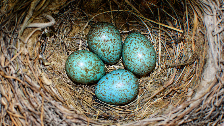Speckled Blue Eggs