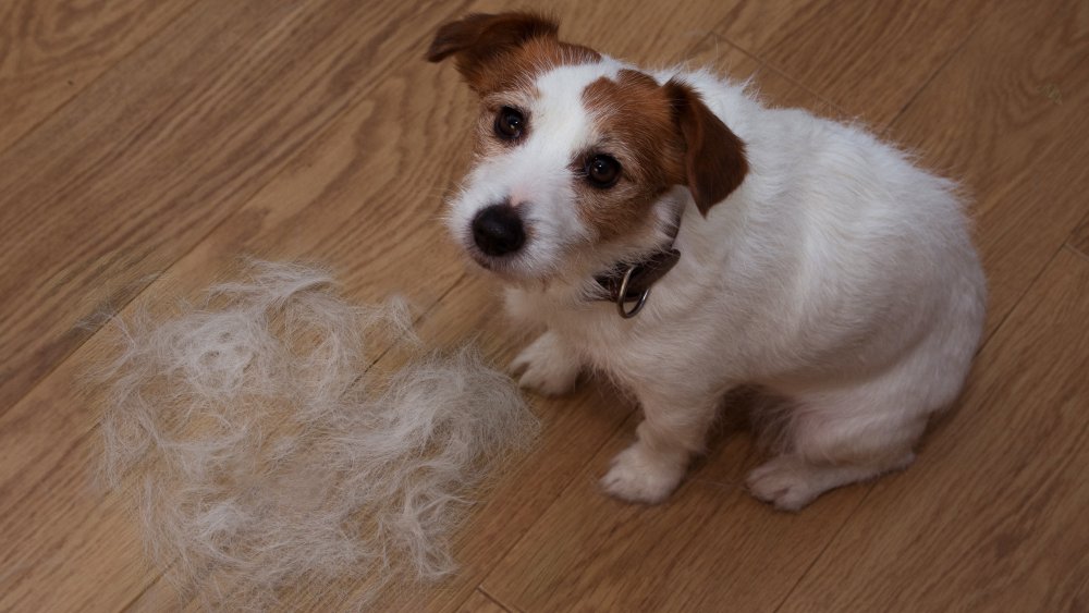 dog shedding terrier