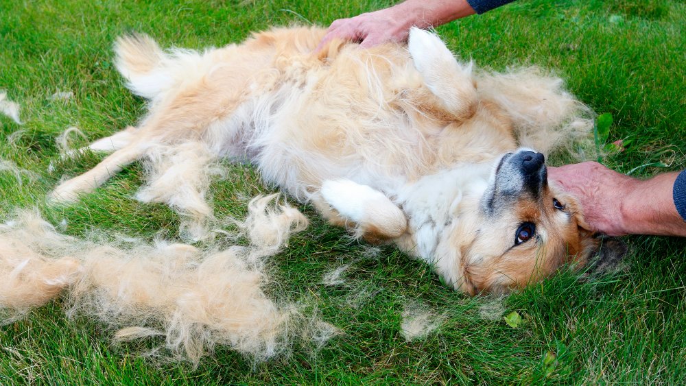 dog shedding hair