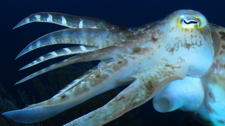 small squid underwater