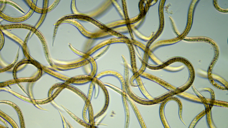 Nematodes under microscope
