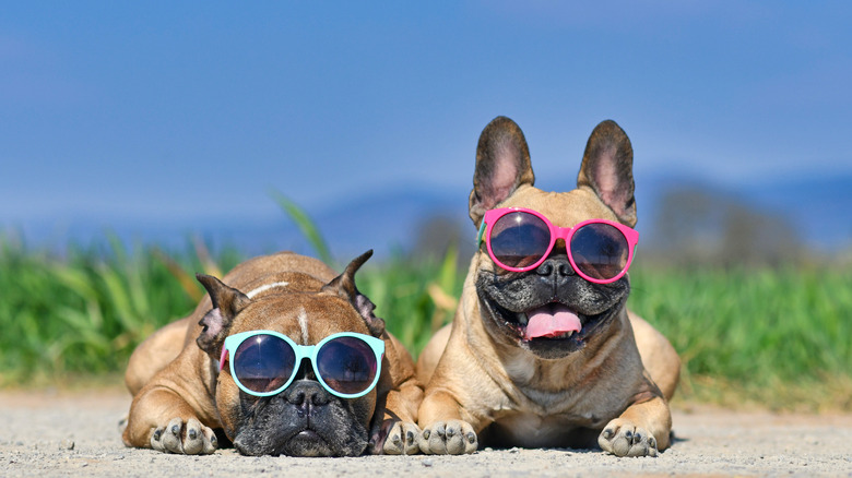 Dogs wearing sunglasses