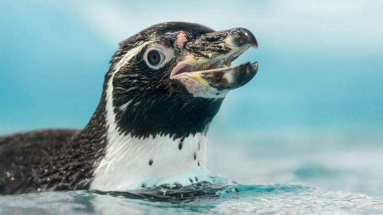 Penguin swimming with open beak