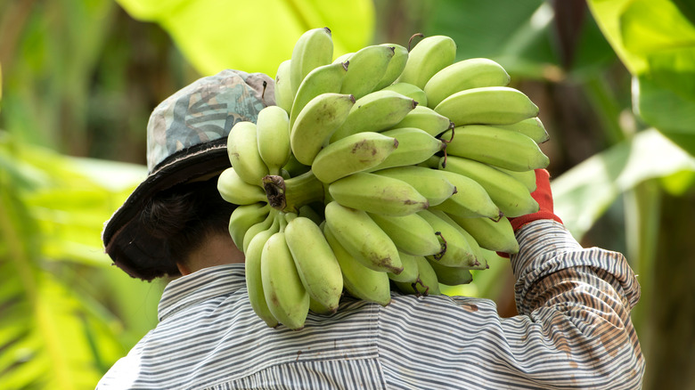 Banana farmer