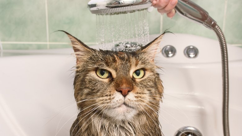 Cat, Bath, Water