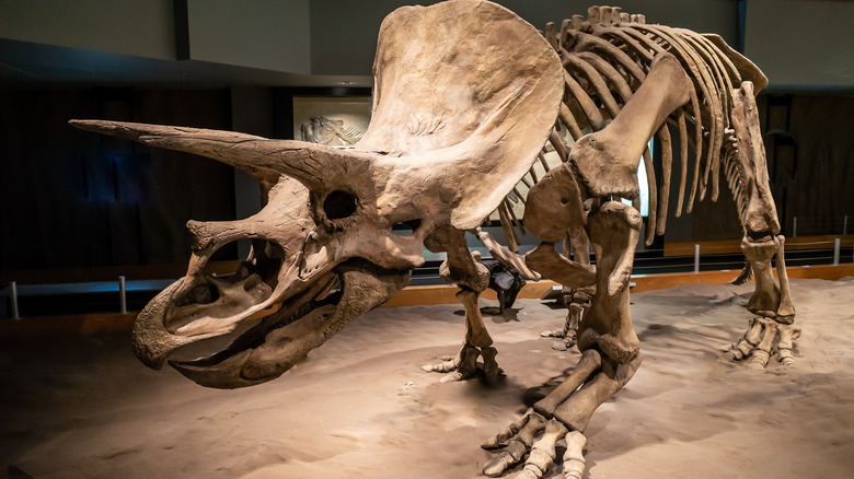 Triceratops bones on display