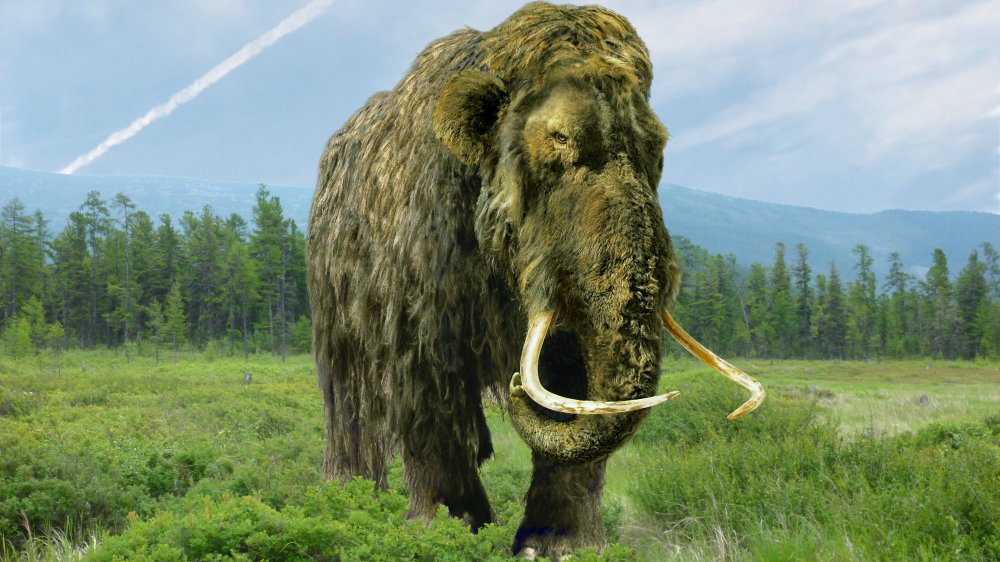 Woolly mammoth