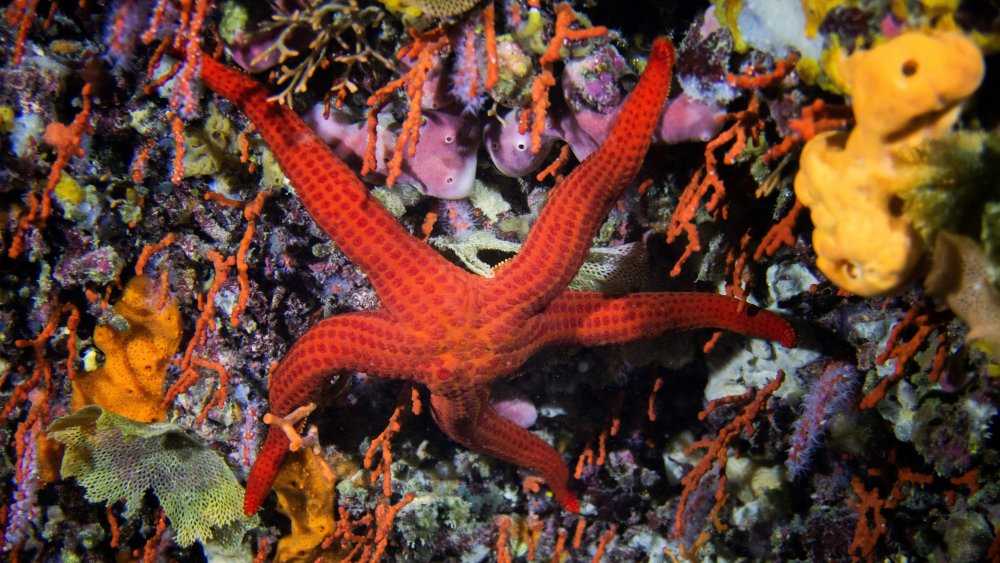 Starfish