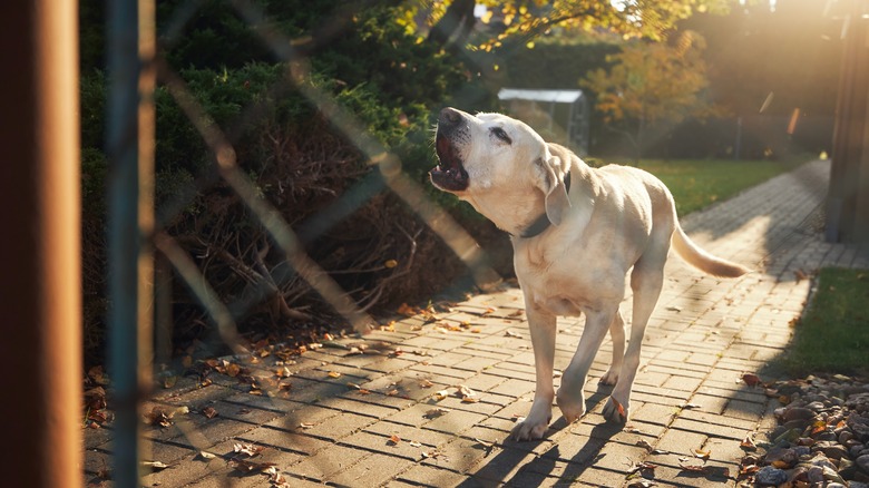 Labrador howling behind fence