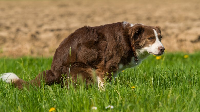 Pooping dog