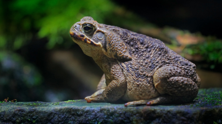 Cane toad 