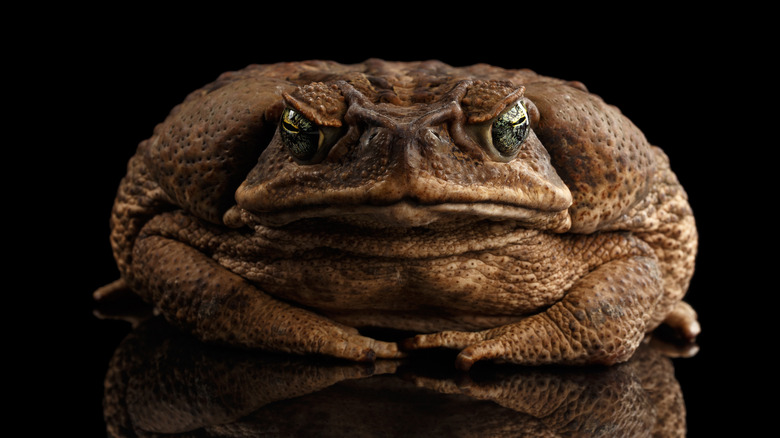 Cane toad 