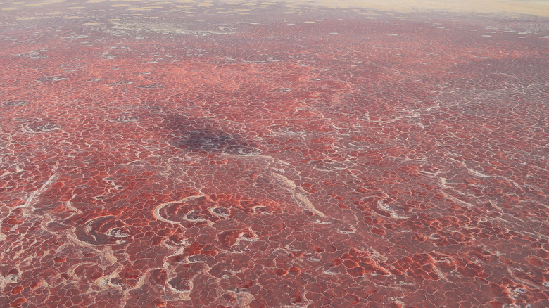 Red waters of Lake Natron