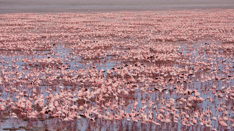 Flamingos at Lake Natron