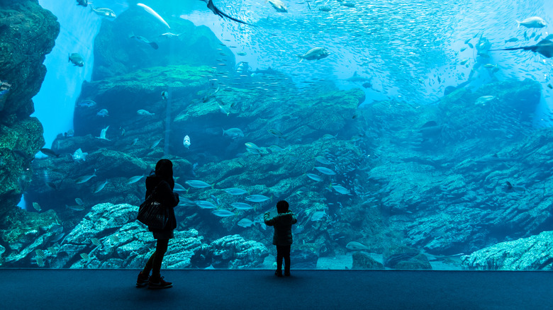 visitors to an aquarium