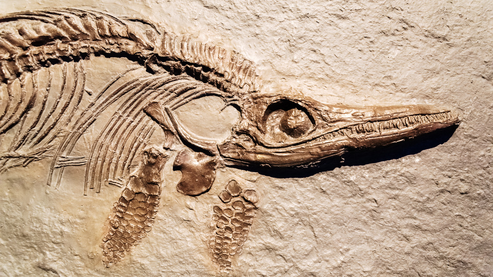 Fossil of an Ichthyosaurus