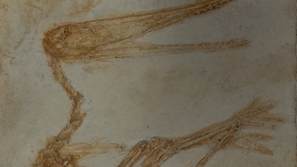 pterodactyl