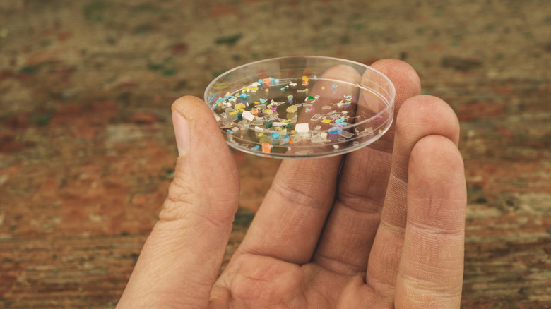 Hand holding petri dish of micro and nanoplastics
