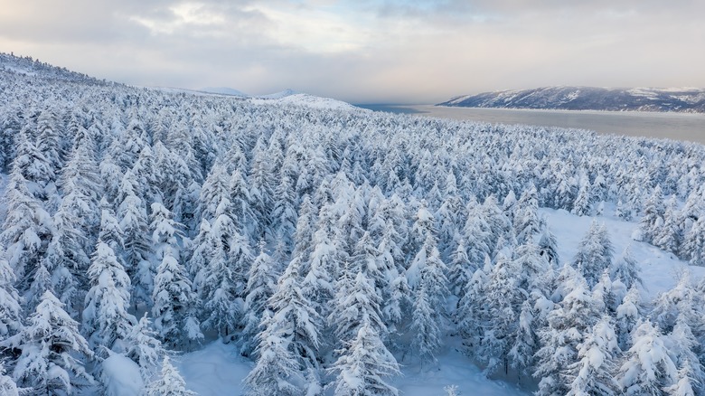 Siberian wildness