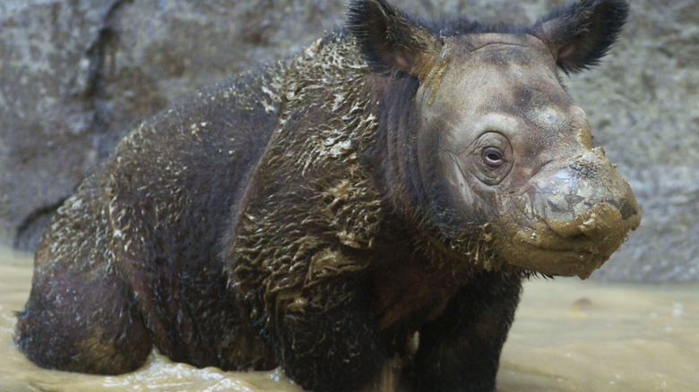 sumatran rhino