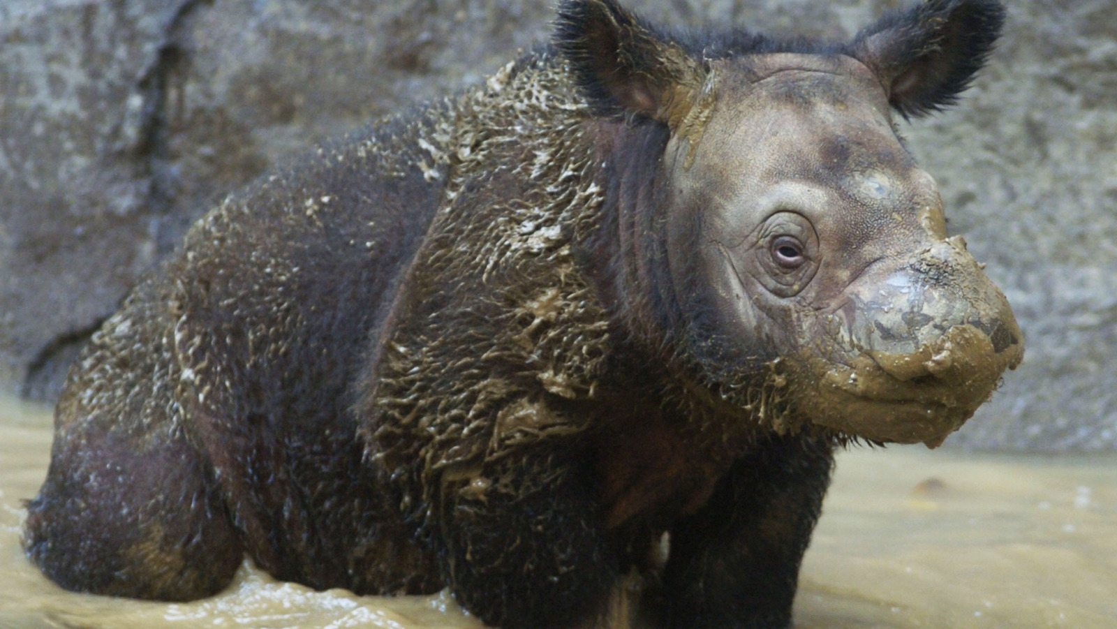 The Sad 2019 Death Of Iman, The Last Sumatran Rhino In Malaysia