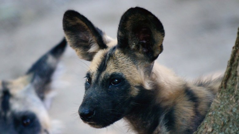 The Sad Reason Dog Breeds Go Extinct The Sad Reason Dog Breeds Go Extinct