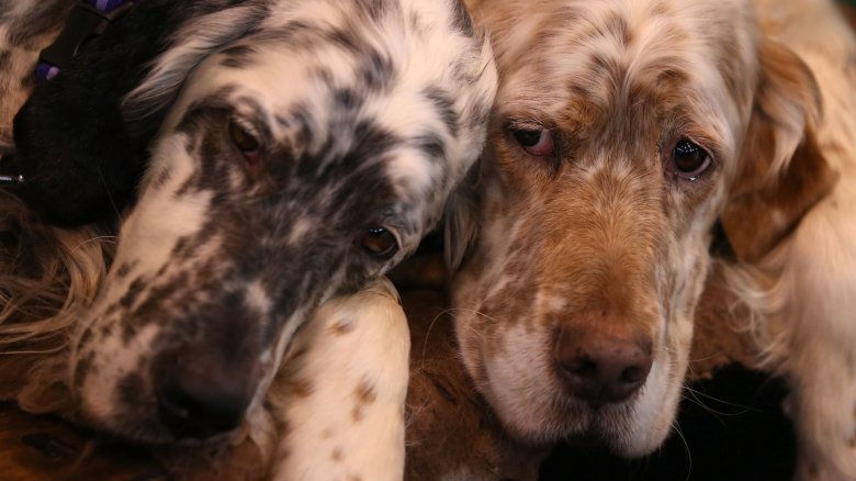 The Sad Reason Dog Breeds Go Extinct The Sad Reason Dog Breeds Go Extinct