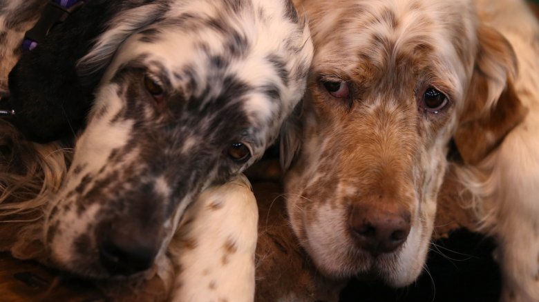 English setters