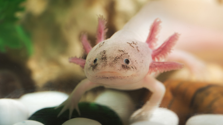 Pink axolotl in aquarium