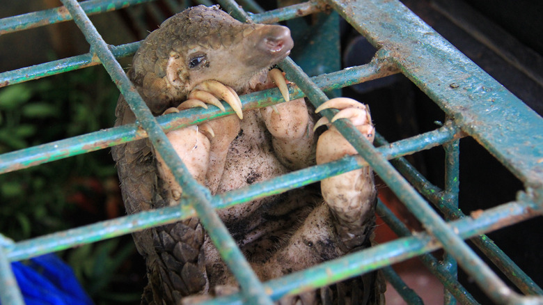 Pangolin trafficking