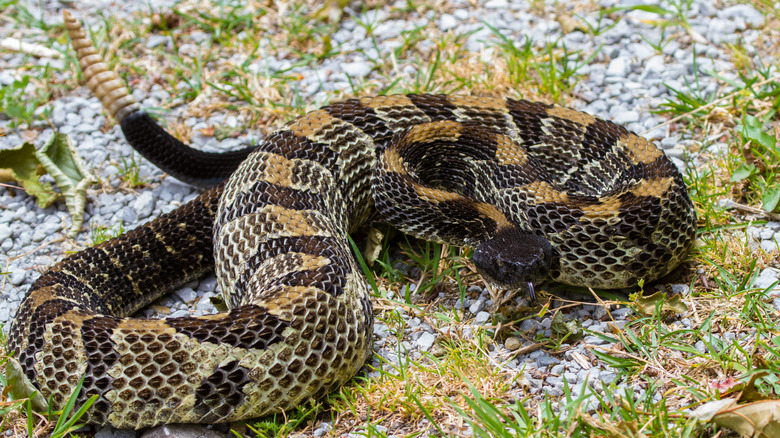 Black Timber Rattler