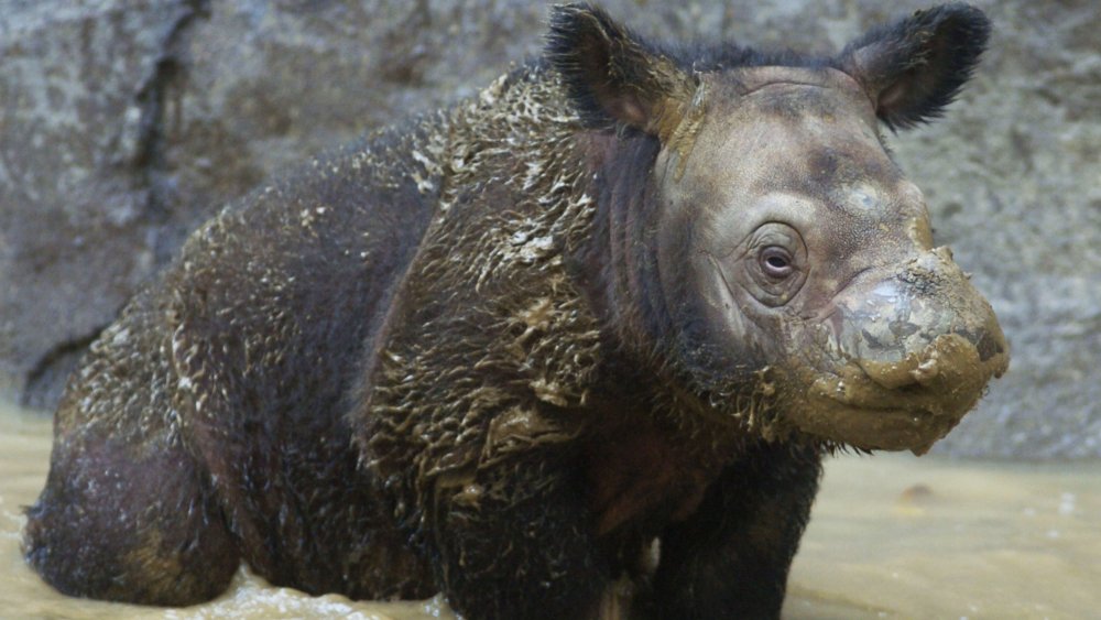 Three week old Sumatran rhino