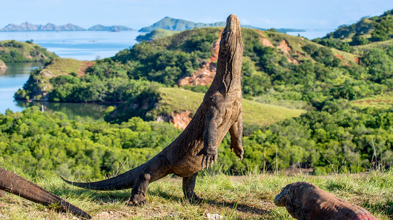 standing komodo dragon