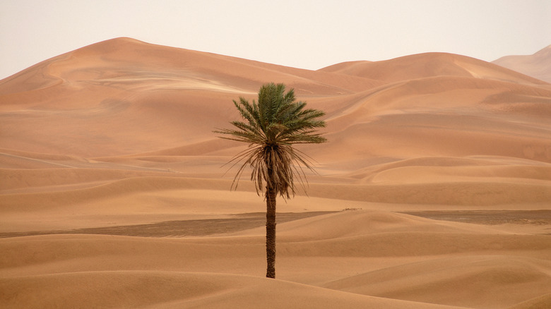 lone palm tree in sahara