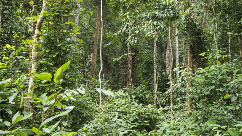 view of rainforest in gabon