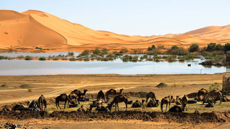 seasonal lake refilled by morocco floods