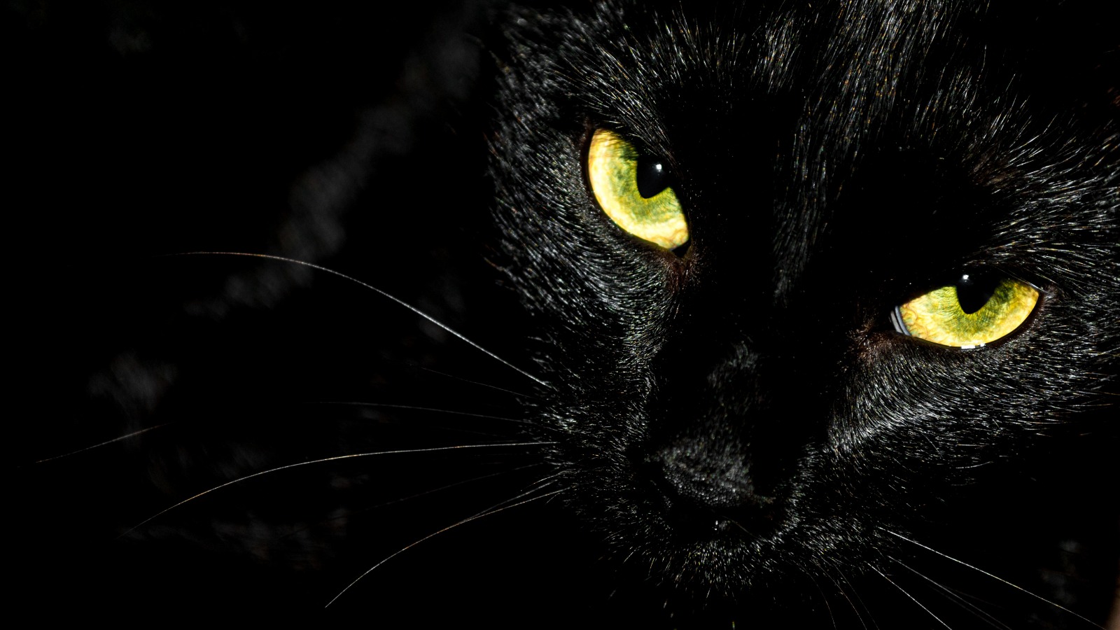 The Scariest Black Cat Legends