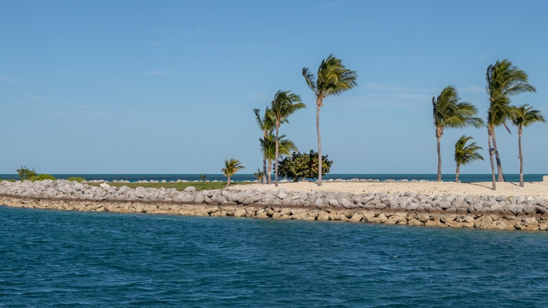 Wind blows palm trees