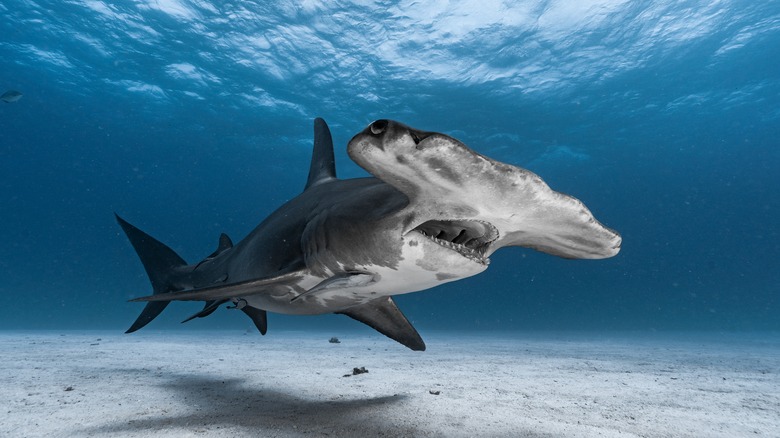 hammerhead shark bahamas