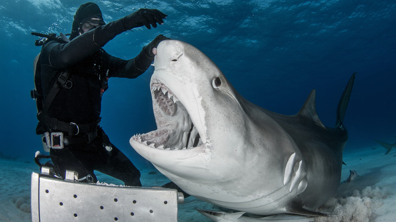 The Scary Reason This Caribbean Beach Is So Dangerous