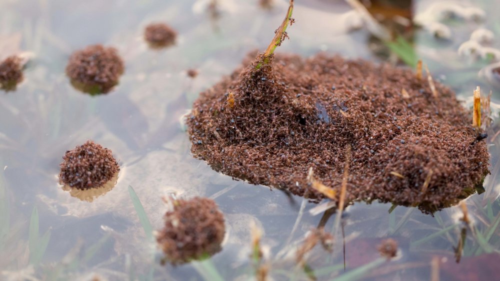 Fire ants floating in water